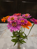 Seasonal Zinnia Flowers / Two Monthly Bouquets With Vase
